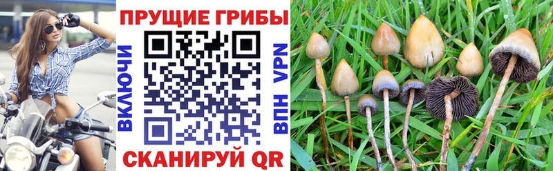 где найти   Орёл  Галлюциногенные грибы ЛСД 